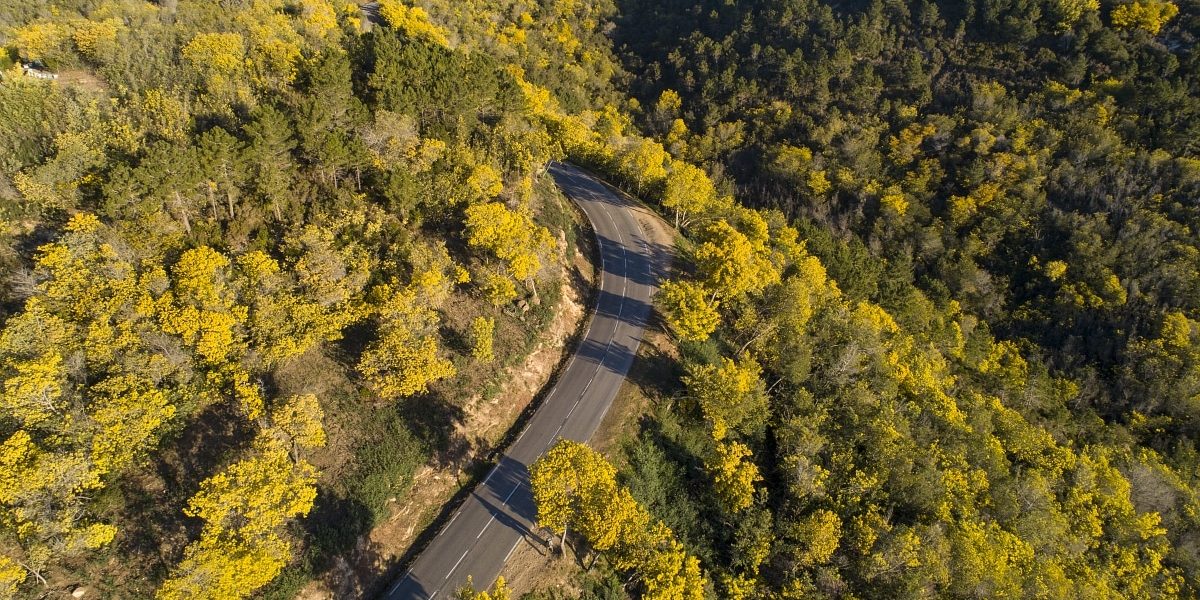 Route du Mimosa route du mimosa